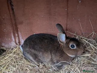 Rex rabbits Mini rex doe - Advert 16