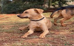 Mixed Breed dogs for adoption: Burton is looking for a home - Image 4