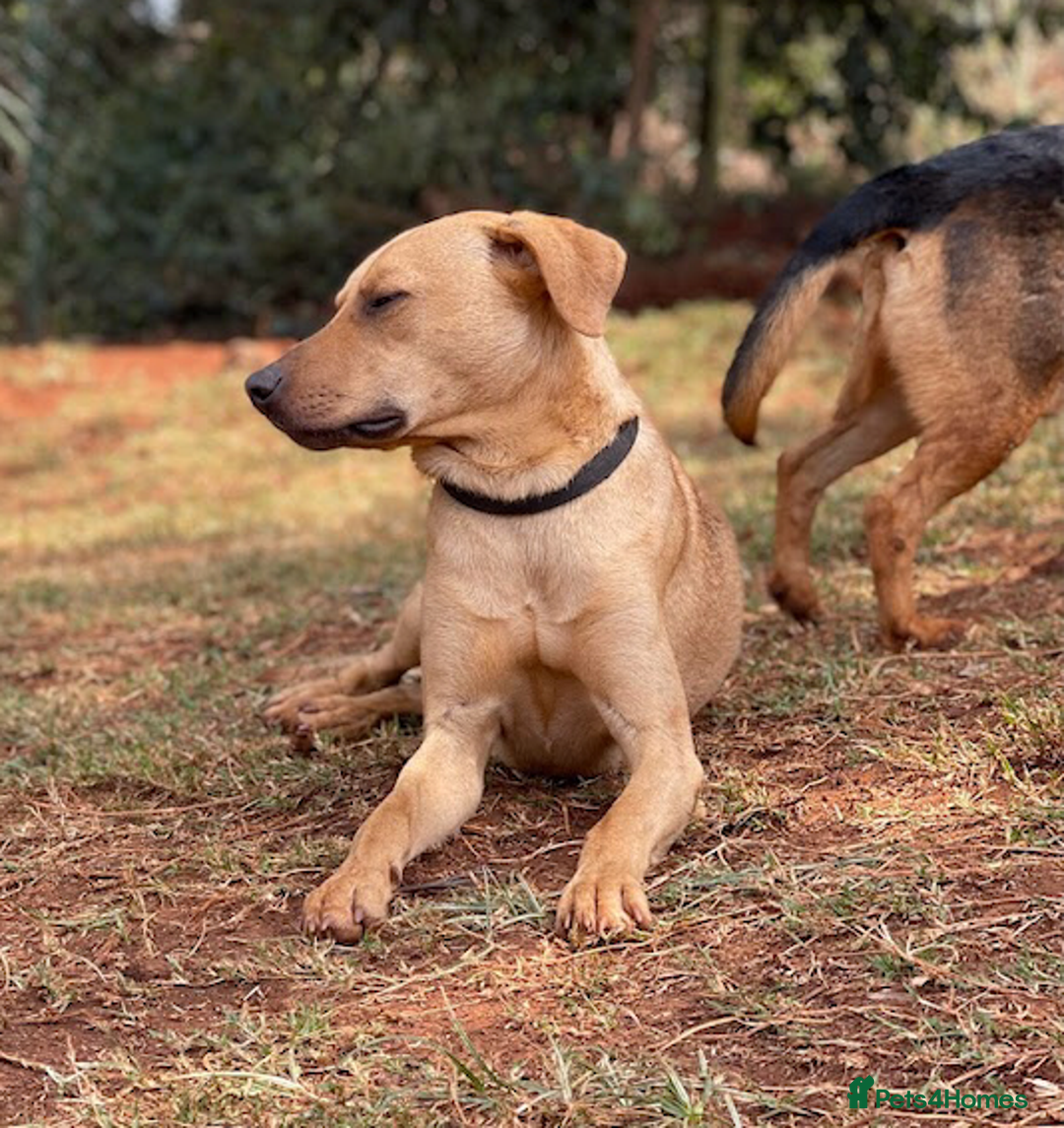 Mixed Breed dogs for adoption: Burton is looking for a home - Image 4