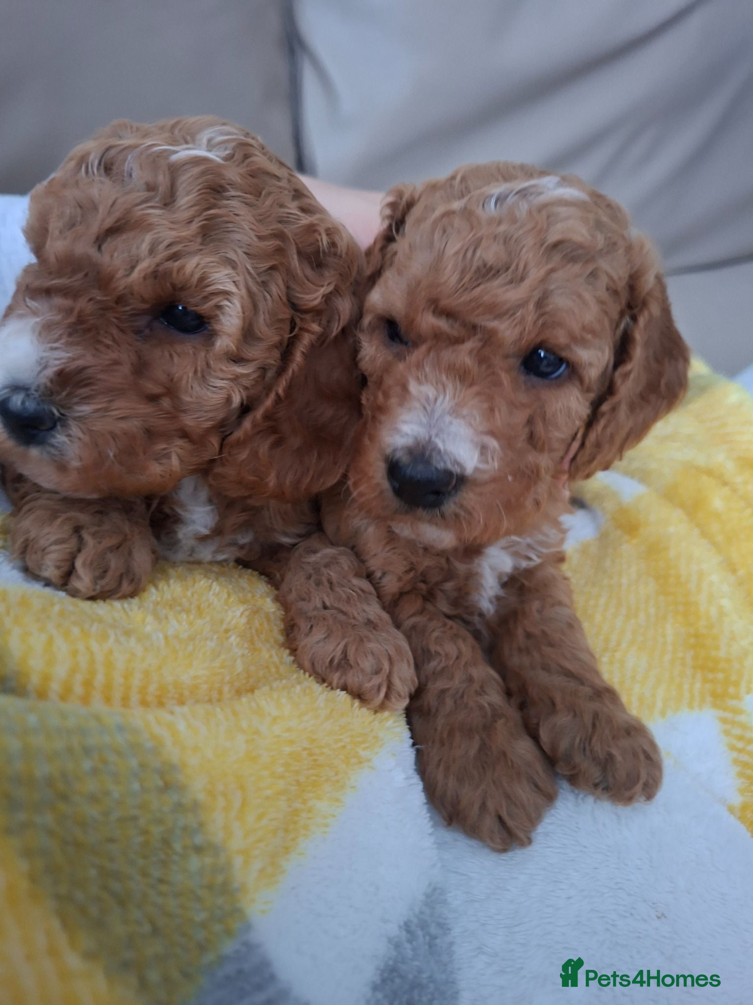 Cockapoo dogs Full DNA tests clear!! Health checked. Cockapoo - Advert 1