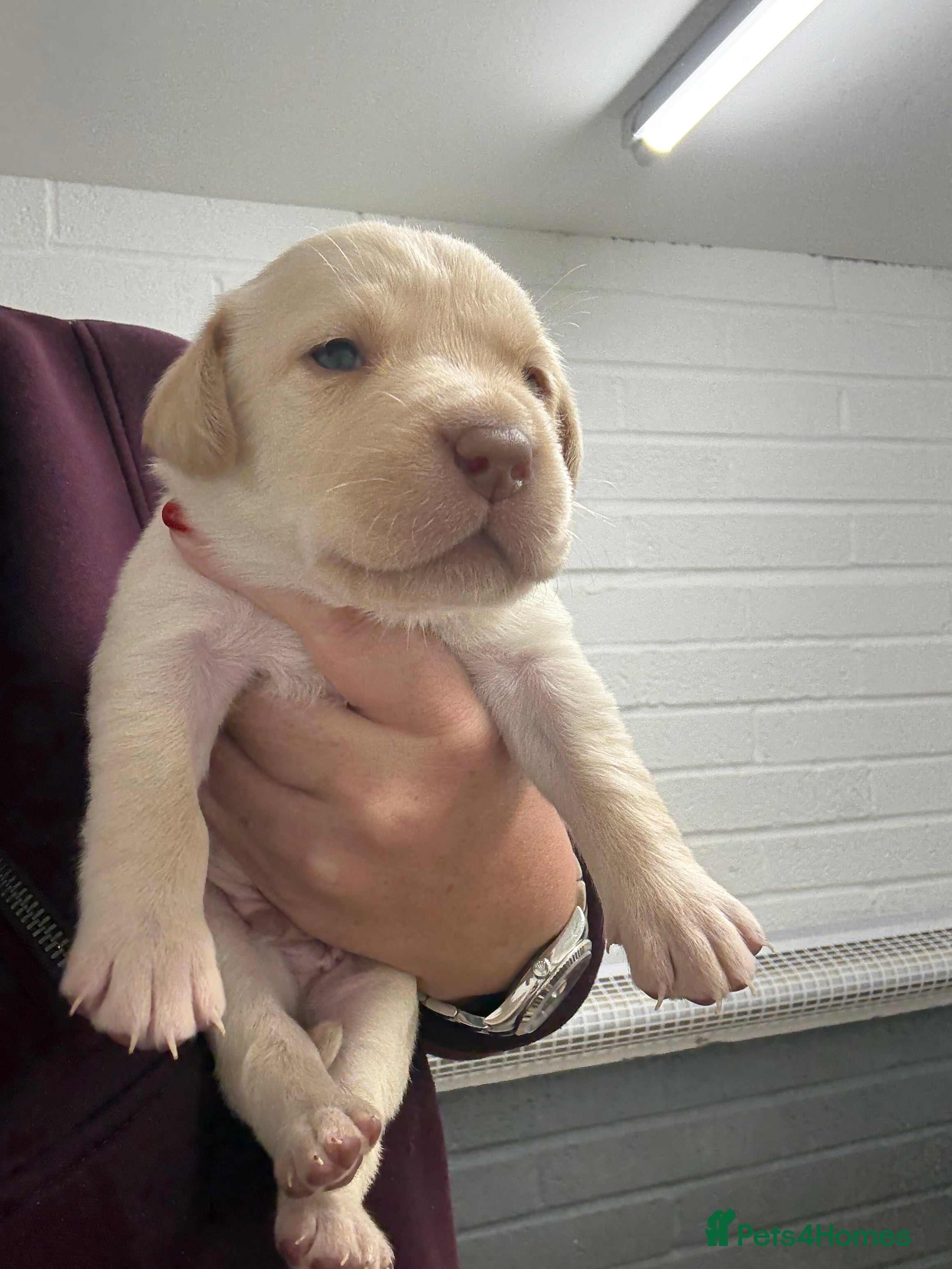 Labrador Retriever dogs KC Registered Labrador Puppies - Advert 14