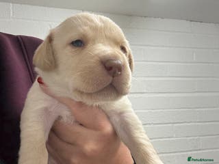 Labrador Retriever dogs KC Registered Labrador Puppies - Advert 14