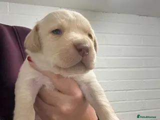 Labrador Retriever dogs KC Registered Labrador Puppies - Advert 9