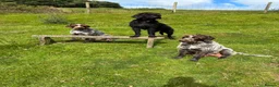 German Wirehaired Pointer dogs for sale: 1ST VACC GIVEN, HEALTH CHECKED KC REG GWP PUPS  - Advert 30