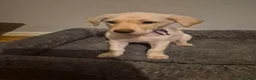 Mixed Breed dogs for sale: puppies - Advert 10