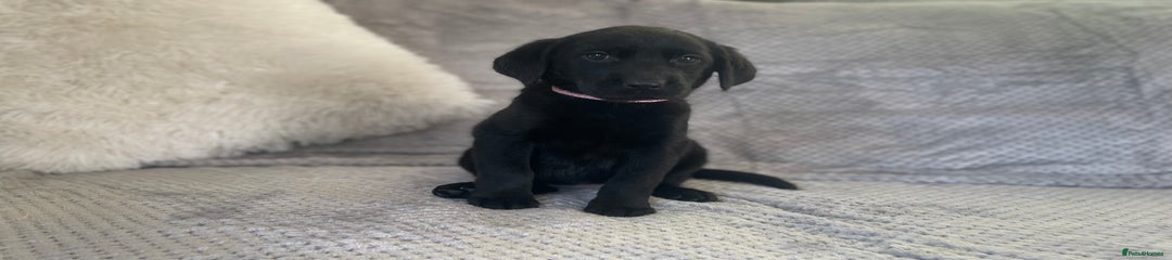 Labrador Retriever Puppy 3