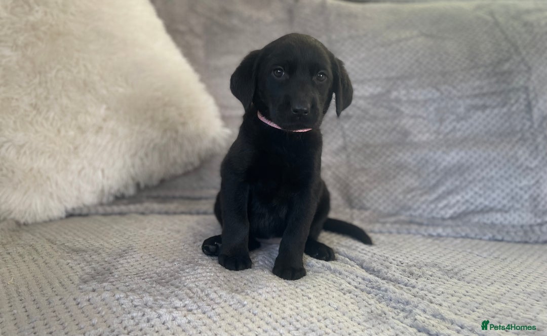 Labrador Retriever dogs for sale: Stunning Chunky Labradors ready this weekend  - Image 6