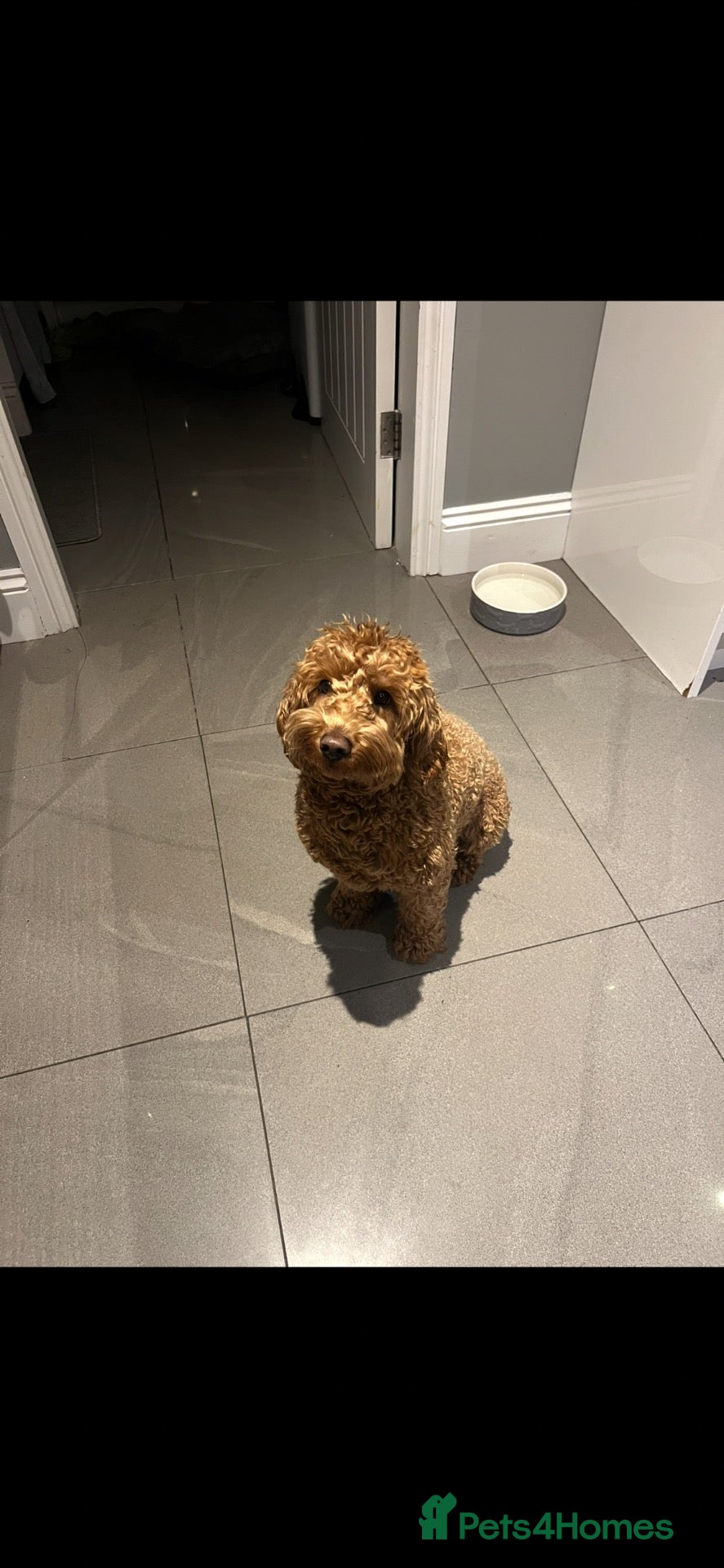 Mini Goldendoodle dogs F1b Mini Goldendoodle Puppies  - Advert 2