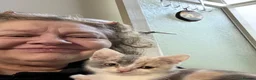 British Shorthair cats for sale: British short hair kittens in Blackpool - Advert 10
