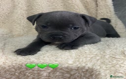 Staffordshire Bull Terrier dogs for sale: Piro daughter & Pharon (Bullscaff) pups for sale - Image 11