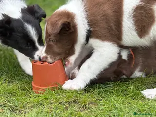 Border Collie dogs Exceptional Border collie pups - Advert 4