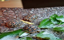 Tortoise reptiles for sale: INDIAN STAR YOUNSTERS UK BRED JULY 2024 - Image 3