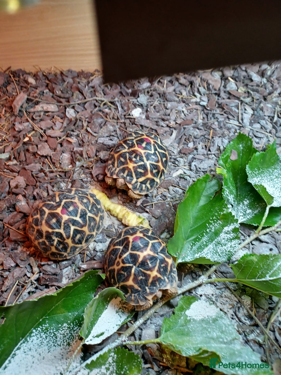 Tortoise reptiles for sale: INDIAN STAR YOUNSTERS UK BRED JULY 2024 - Image 3