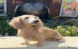 Miniature Dachshund dogs for stud: PROVEN CLEAR CREAM STUD BOY ❄️PRINCE ICE❄️ - Image 9