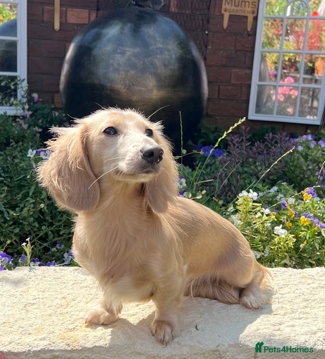 Miniature Dachshund dogs for stud: PROVEN CLEAR CREAM STUD BOY ❄️PRINCE ICE❄️ - Image 9