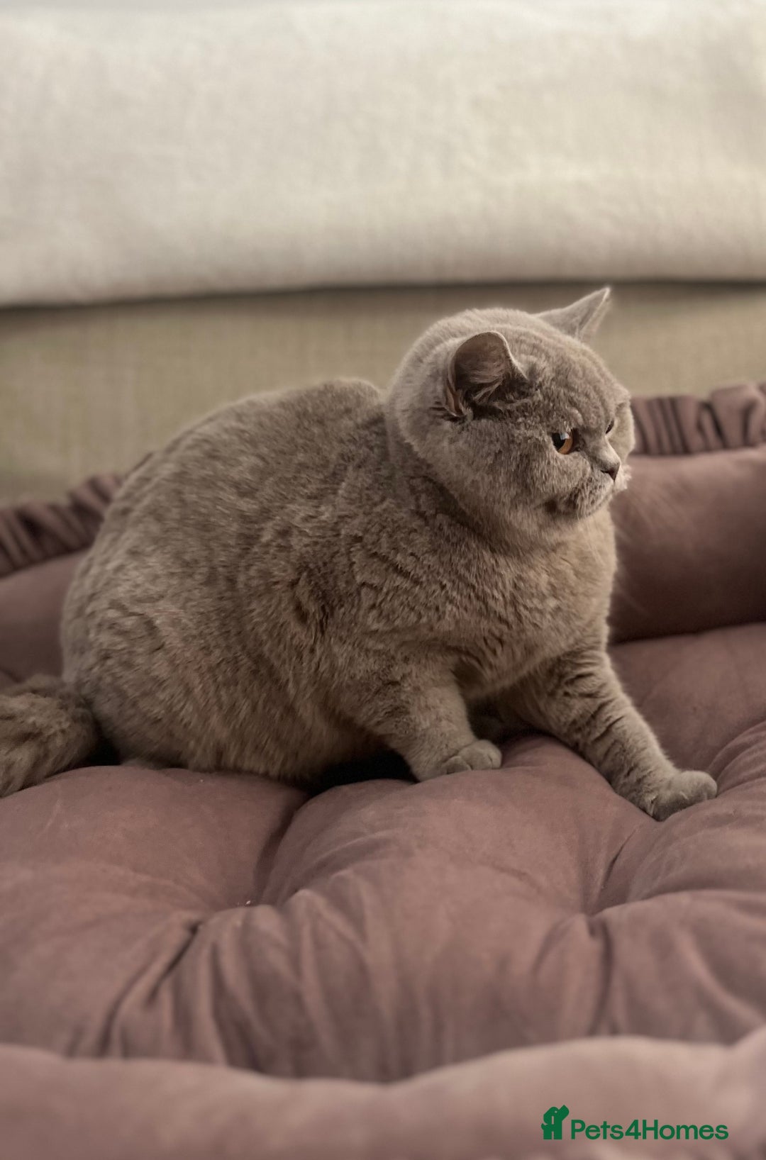 British Shorthair cats for sale: Pure Pedigree Lilac British Shorthair Boy - Advert 11