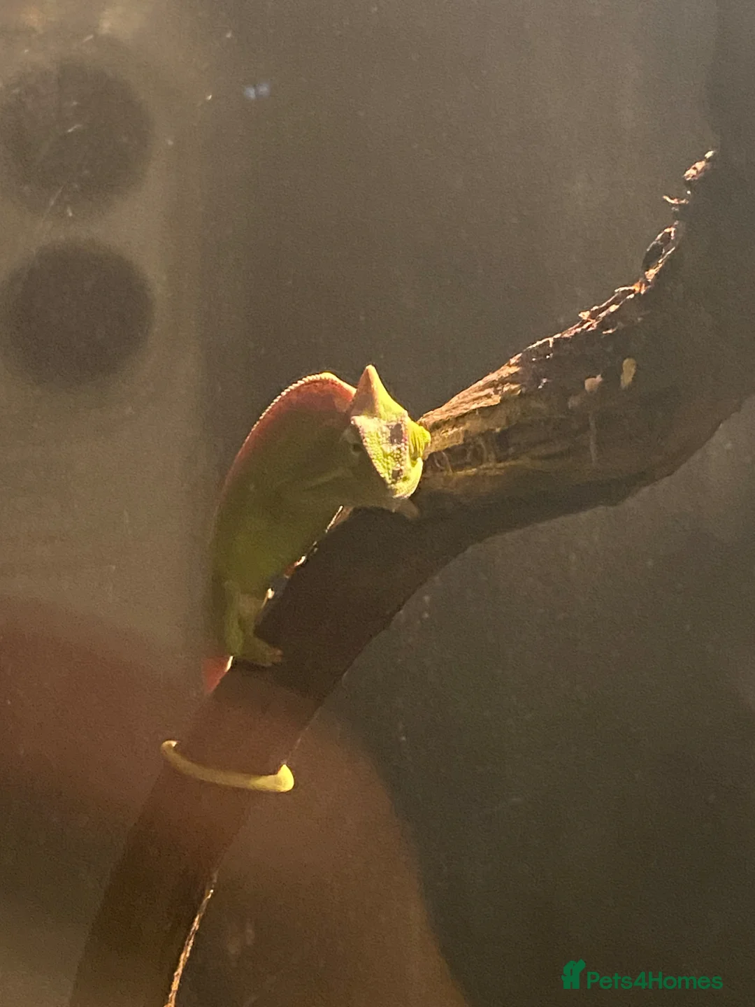 Gallery Image {{count}}