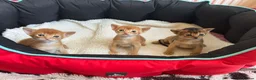 Abyssinian cats for sale: Abysinian 3 weeks kittens - Advert 4