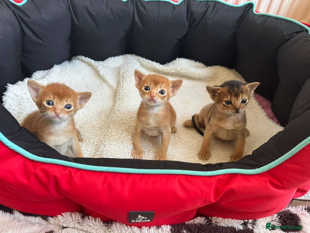 Abyssinian cats for sale: Abysinian 3 weeks kittens - Advert 4