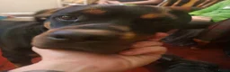 Rottweiler dogs for sale: 1 year old rottweiler for sale  - Advert 3