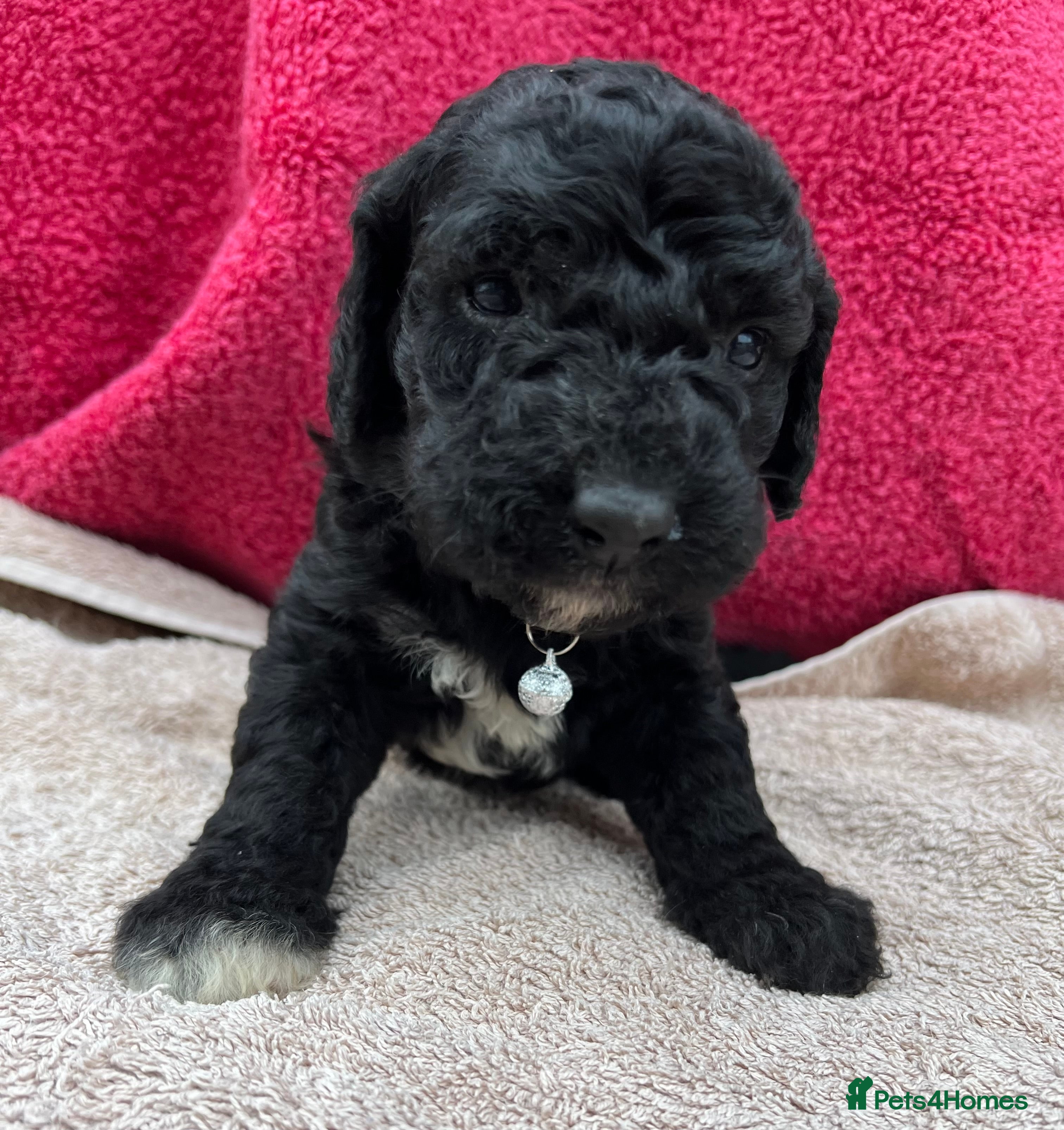 Goldendoodle dogs Goldendoodle puppies - Advert 1