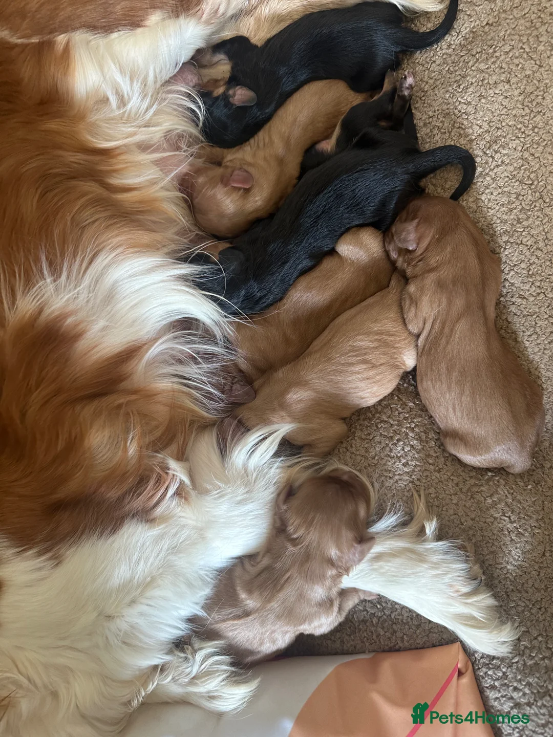 Cavalier King Charles Spaniel dogs for sale: Beautiful Cavalier King Charles Spaniel Puppies - Advert 2