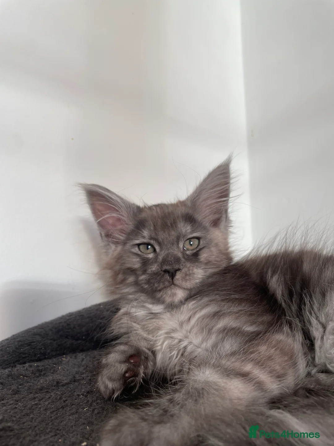 Maine Coon cats for sale: Maine Coon Kittens  - Advert 19
