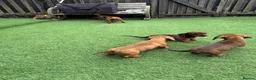Miniature Dachshund dogs for sale: Miniature Daschund  - Advert 21