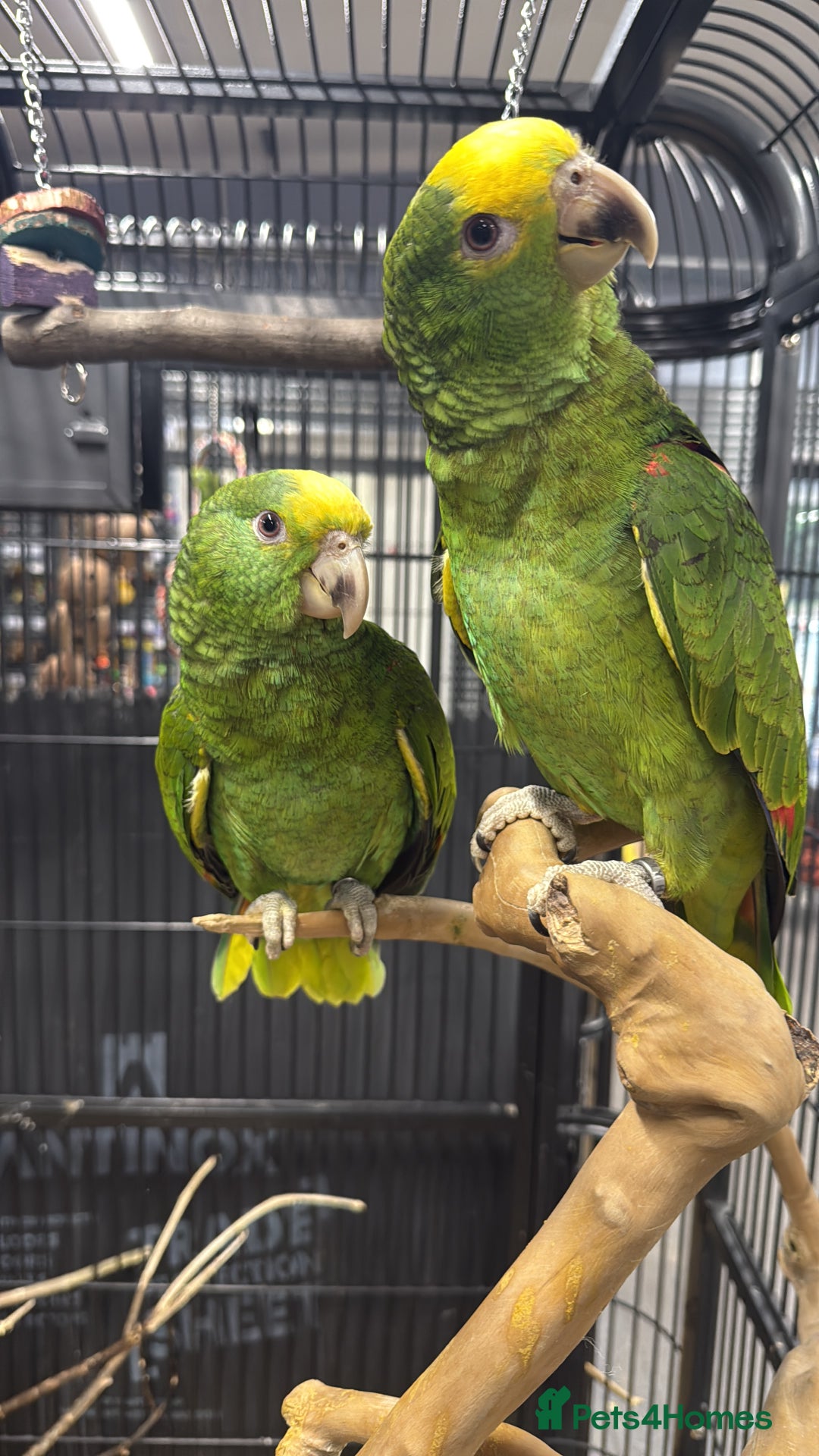 Parrots birds for sale: Selection of gorgeous handreared baby amazons  - Advert 5