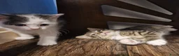 Mixed Breed cats for sale: 💥💥💥Lovly Kittens 💥💥💥 - Advert 2