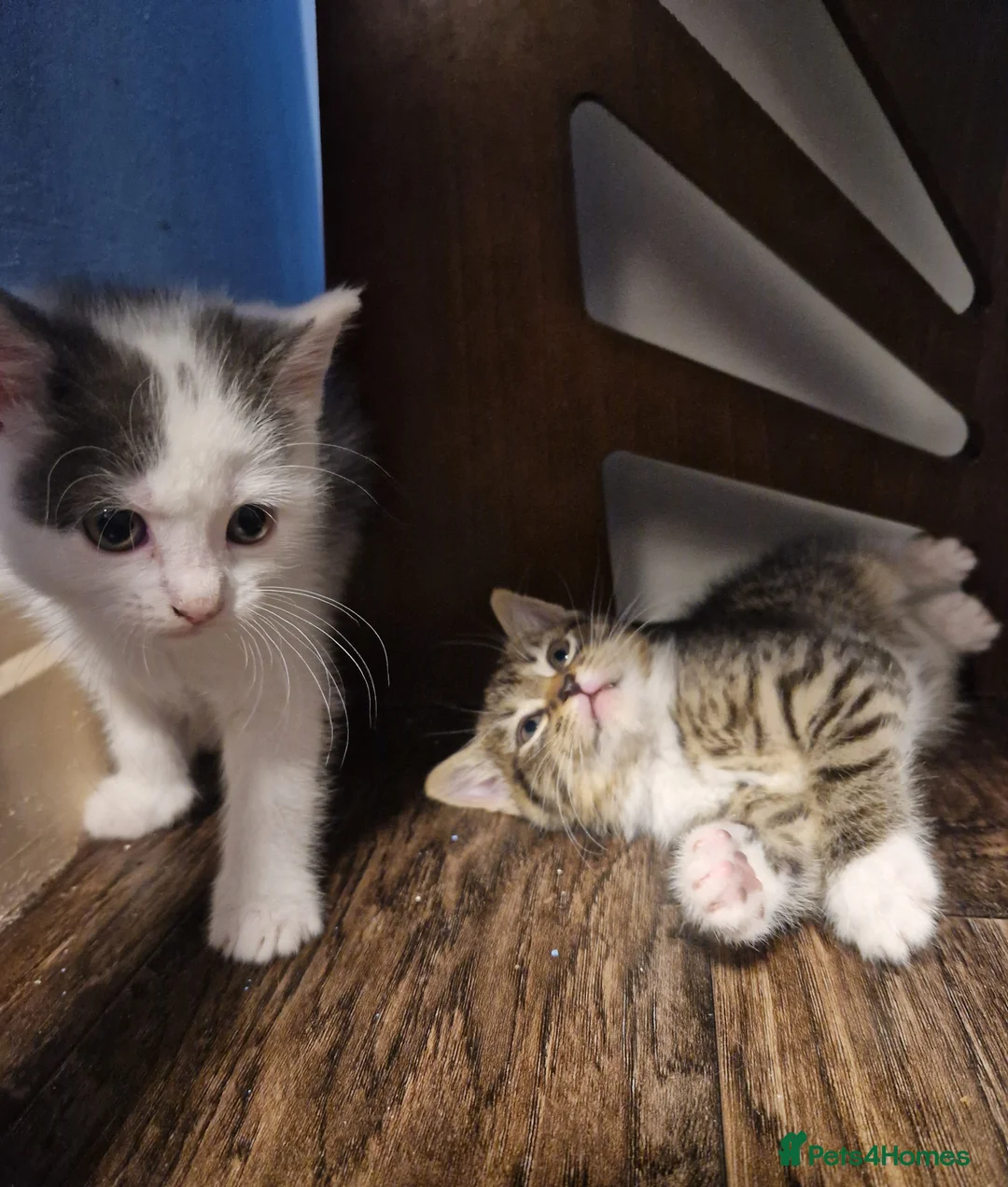 Mixed Breed cats for sale: 💥💥💥Lovly Kittens 💥💥💥 - Advert 2