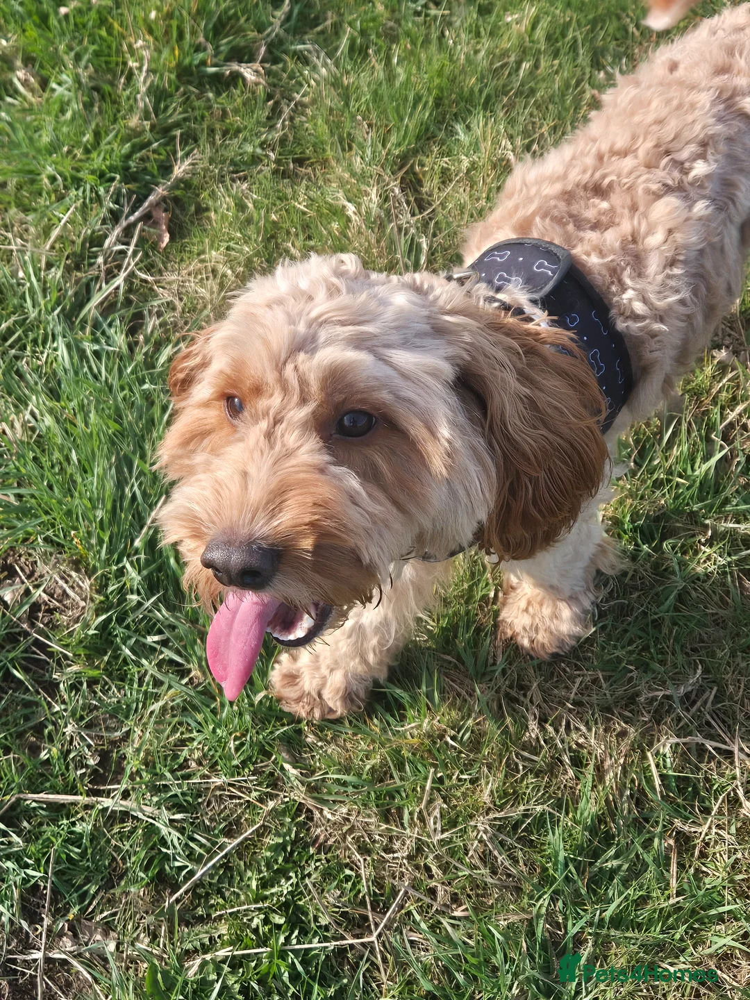 Cockapoo dogs for sale: Teddie in Bangor - Advert 1