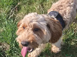 Cockapoo dogs Teddie - Advert 1