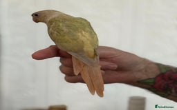 Conures birds for sale: Hand reared baby conure  in Pentre - Image 4