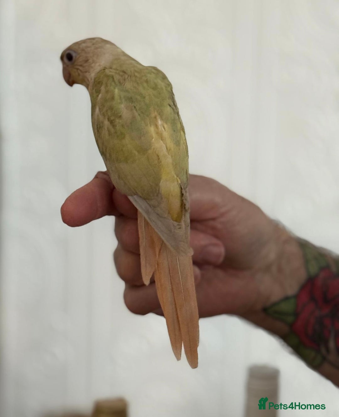 Conures birds for sale: Hand reared baby conure  in Pentre - Image 4