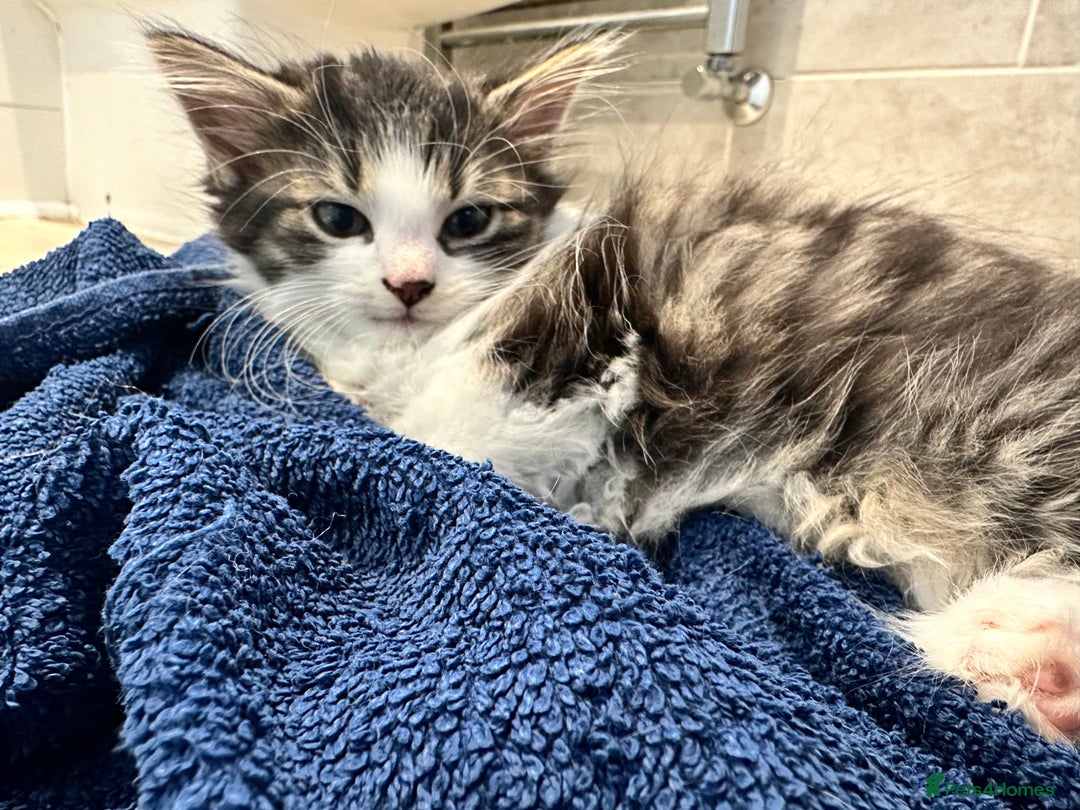 Mixed Breed cats for sale: Playful kitties in Middlewich - Image 7