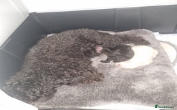 Toy Poodle dogs for sale: Two Toy poodle boys - Image 6