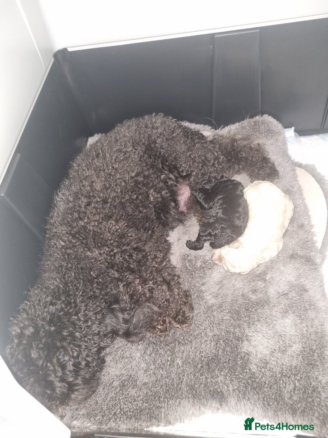 Toy Poodle dogs for sale: Two Toy poodle boys - Image 6