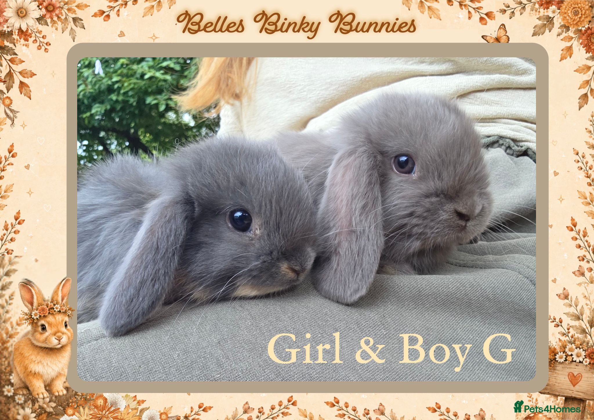 Mini Lop rabbits 🌻Beautiful Baby Mini Lops 🌻 Ready 11th Sep - Advert 1