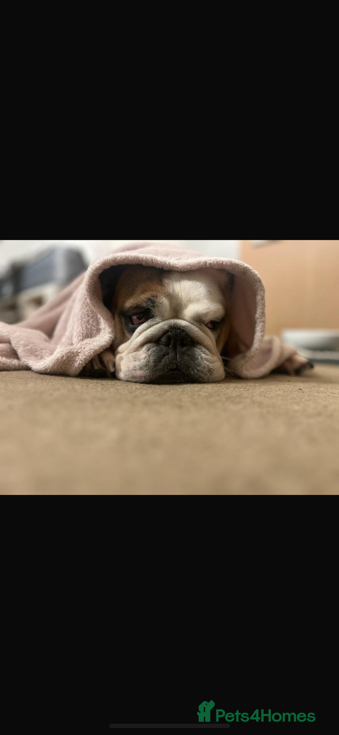 English Bulldog dogs for sale: Dolly  - Image 4