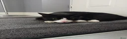 Mixed Breed cats for sale: Two boys aged 3 and 4 need loving homes in Wakefield - Advert 6
