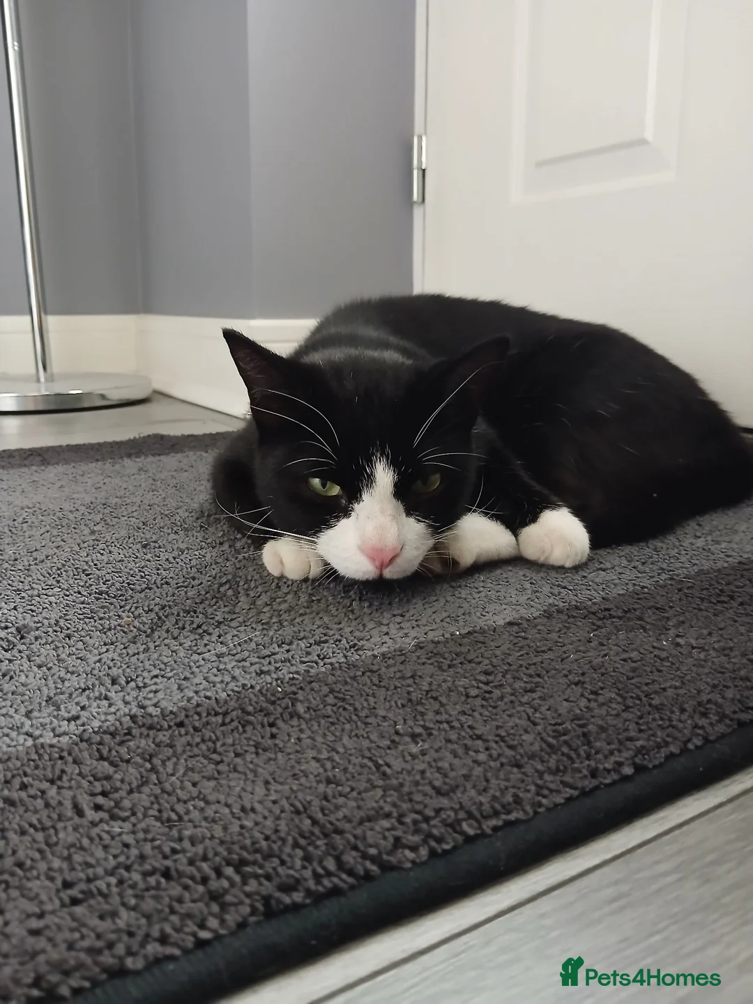 Mixed Breed cats for sale: Two boys aged 3 and 4 need loving homes in Wakefield - Advert 6