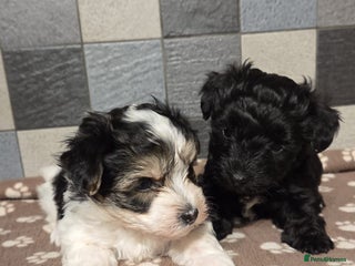 Yorkshire Terrier dogs Yorkshire terrier biewer puppies - Advert 5