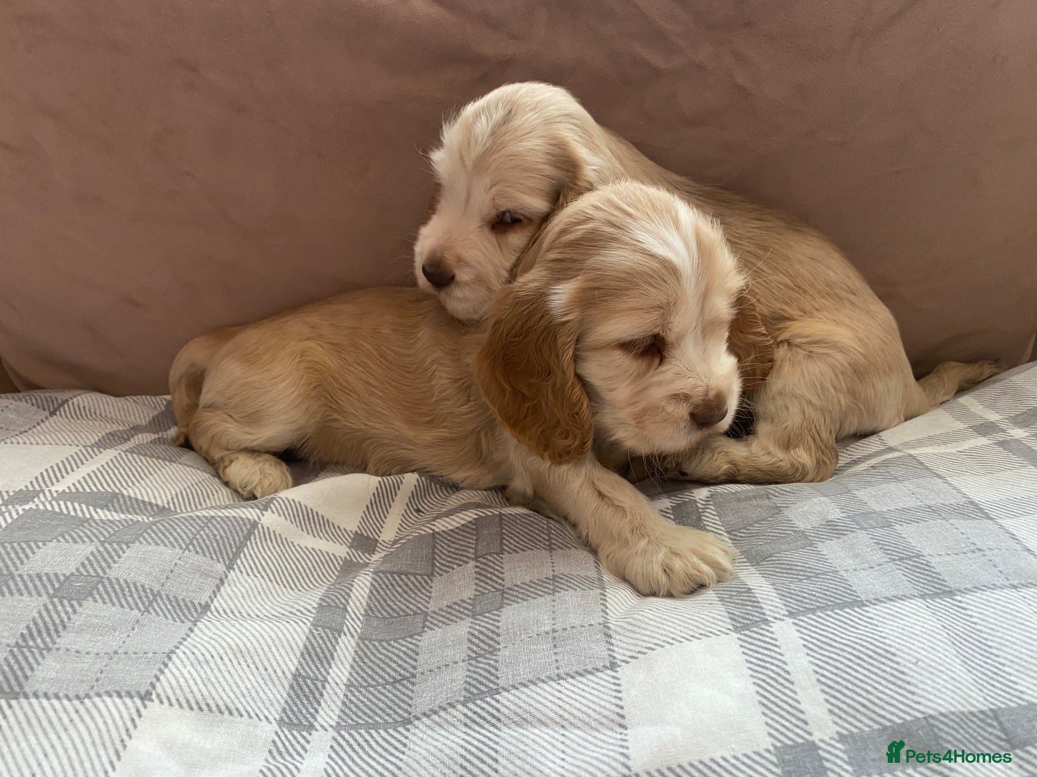 Cocker Spaniel dogs KC Registered. Show Type Cocker Spaniel Puppies. - Advert 1