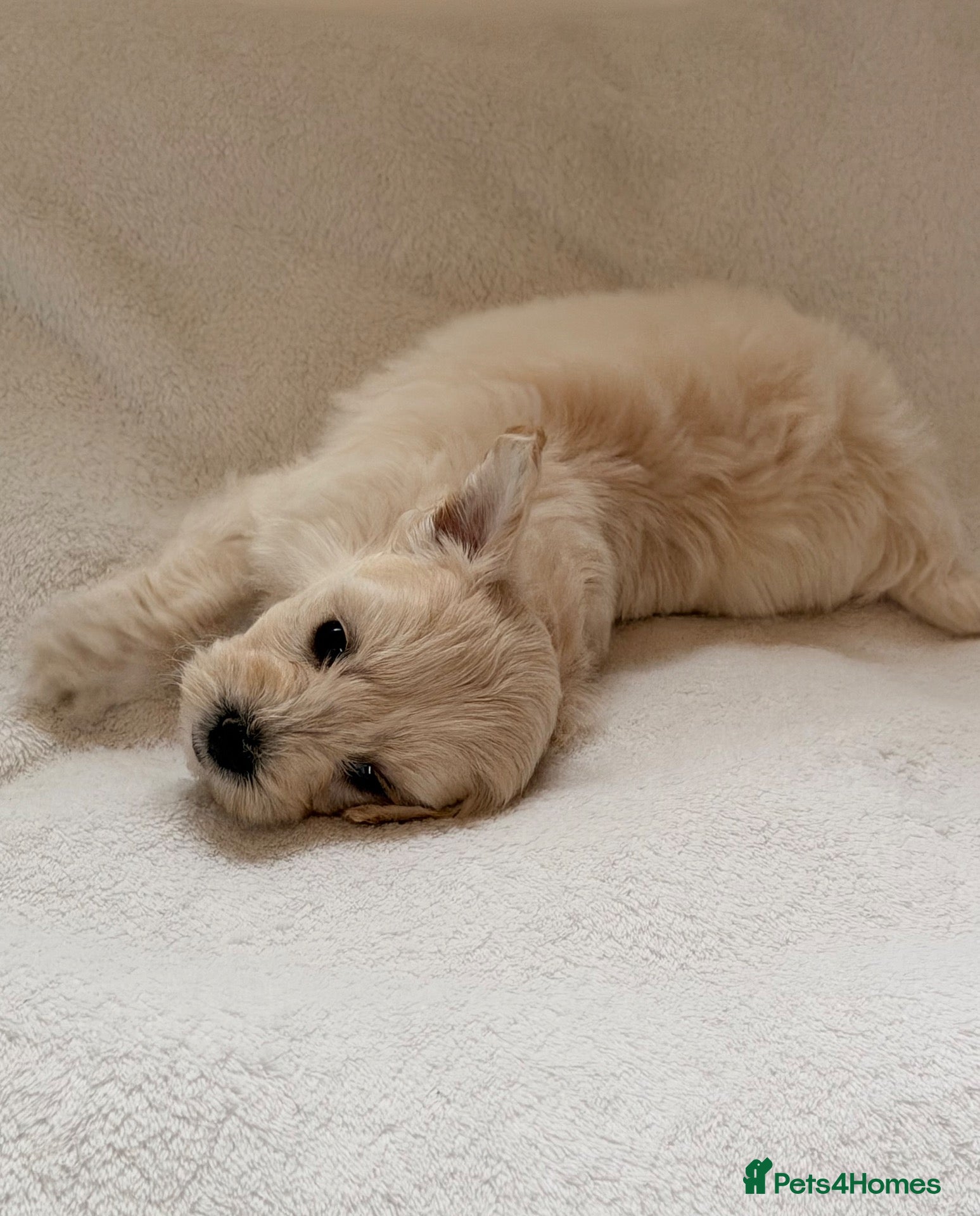 Maltipoo dogs for sale: Beautiful Home Raised Maltipoo Girl Last Puppy - Advert 18