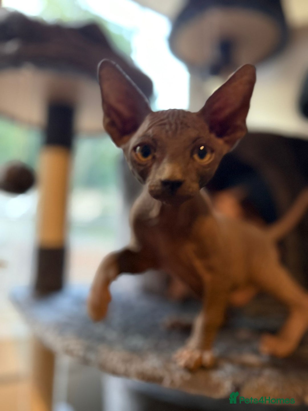 Sphynx cats for sale: Beautiful Sphynx Kittens Available  - Image 3