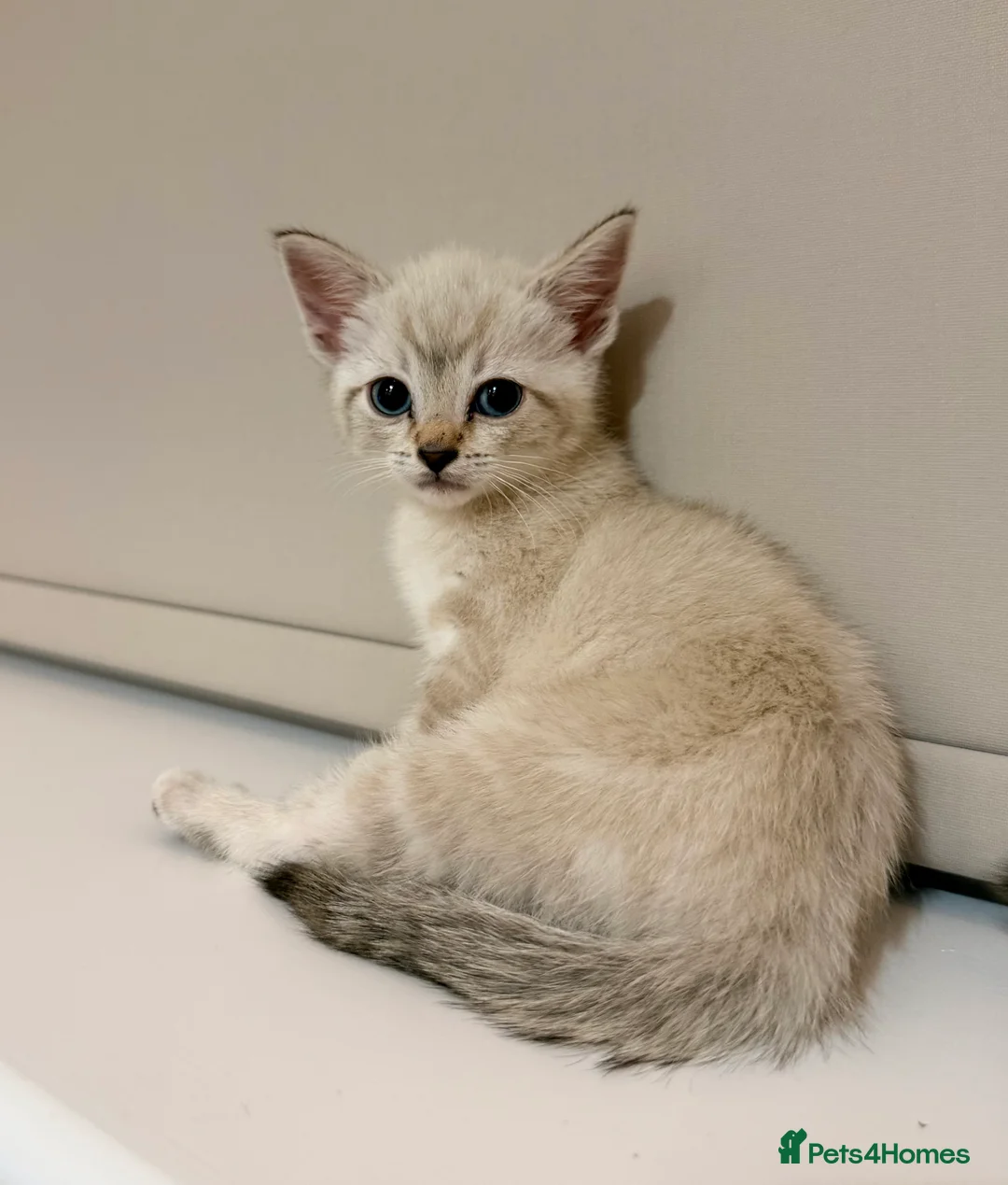 Ragdoll cats for sale: Beautiful Ragdoll x Bengal/Tabby Kittens  in Staines - Advert 4