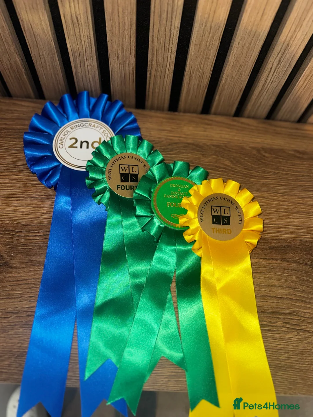 Staffordshire Bull Terrier dogs for stud: Exceptional health tested shown Blue Stafford stud - Advert 2