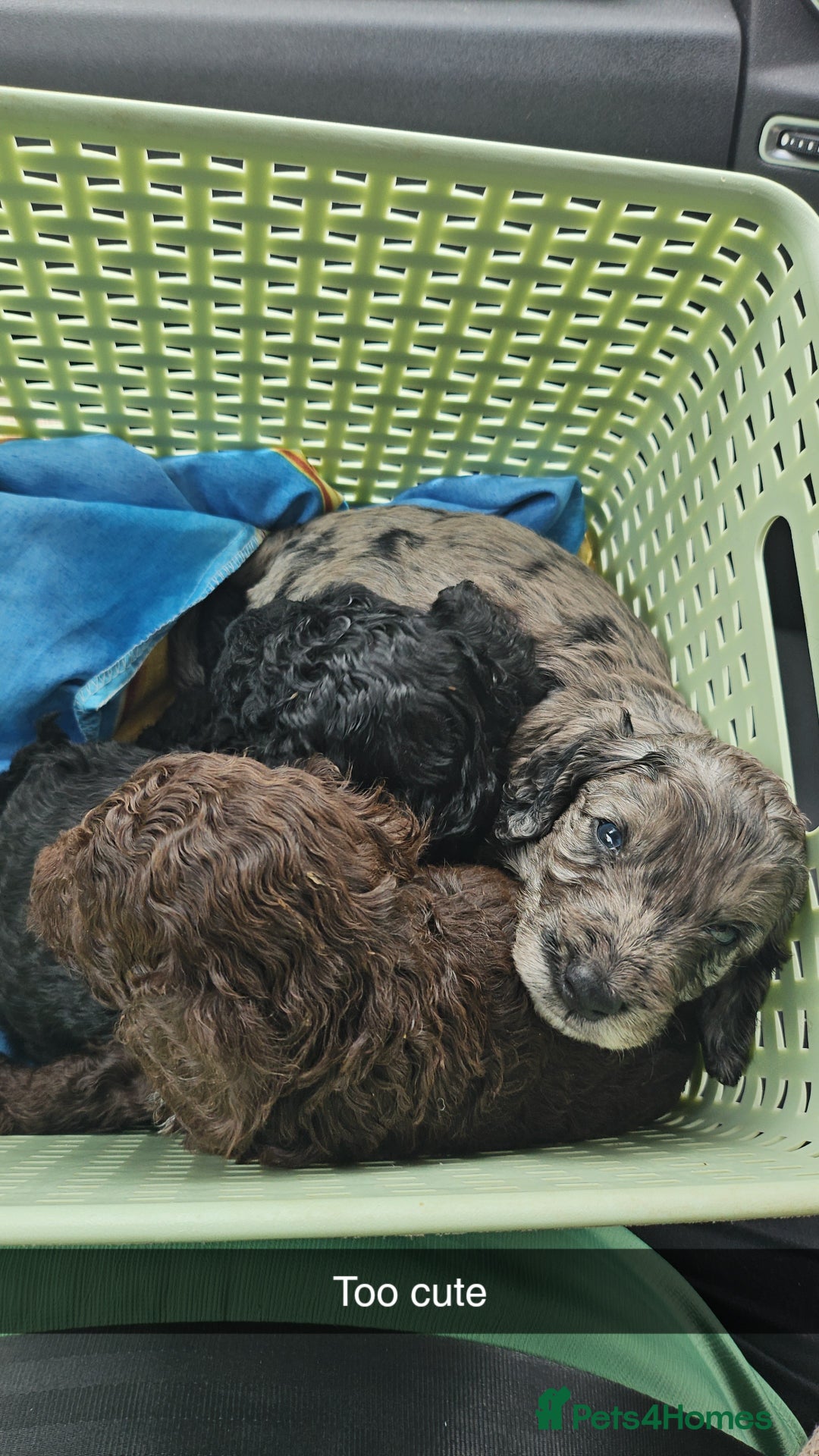 Cockapoo dogs for sale: Cockapoo puppies 2LEFT - Image 12