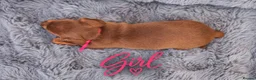 Miniature Dachshund dogs for sale: ❤️KC registered 8 Miniature Dachshund Puppies ❤️ - Advert 18